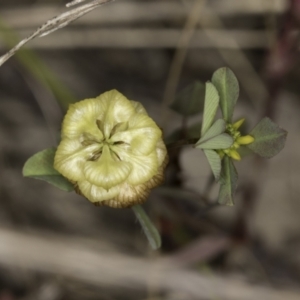 Trifolium campestre at Latham, ACT - 23 Oct 2023 01:57 PM