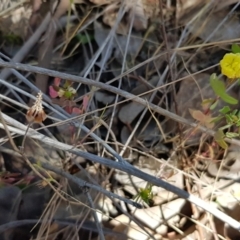 Trifolium campestre at Latham, ACT - 23 Oct 2023 01:57 PM