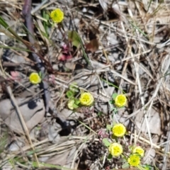 Trifolium campestre at Latham, ACT - 23 Oct 2023 01:57 PM