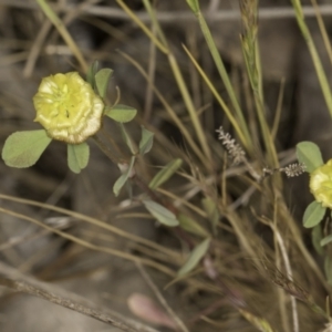 Trifolium campestre at Latham, ACT - 23 Oct 2023 01:57 PM