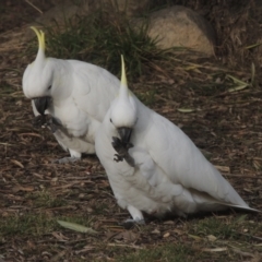 Cacatua galerita (Sulphur-crested Cockatoo) at Conder, ACT - 27 Jun 2023 by michaelb