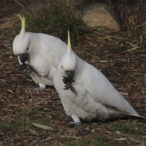 Cacatua galerita at Conder, ACT - 27 Jun 2023 03:48 PM