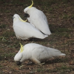 Cacatua galerita at Conder, ACT - 27 Jun 2023 03:48 PM