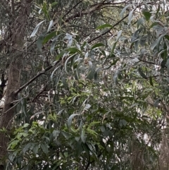 Acacia binervia (Coastal Myall, Kai'arrewan) at Vincentia, NSW - 4 Oct 2023 by Tapirlord
