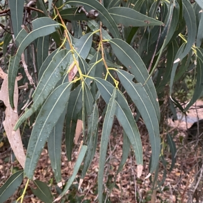 Corymbia eximia (Yellow Bloodwood) at Vincentia, NSW - 4 Oct 2023 by Tapirlord