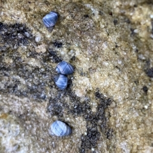 Austrolittorina unifasciata at Vincentia, NSW - 4 Oct 2023 05:49 PM
