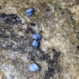 Austrolittorina unifasciata at Vincentia, NSW - 4 Oct 2023 05:49 PM