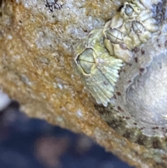 Unverified Barnacle at Vincentia, NSW - 4 Oct 2023 by Tapirlord