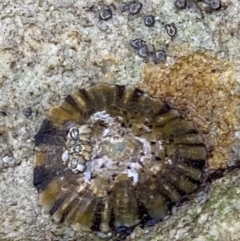 Cellana tramoserica (Commom Limpet) at Vincentia, NSW - 4 Oct 2023 by Tapirlord