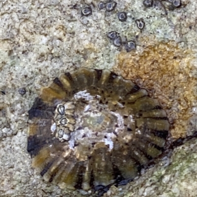 Cellana tramoserica (Commom Limpet) at Vincentia, NSW - 4 Oct 2023 by Tapirlord