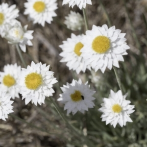 Leucochrysum albicans subsp. tricolor at Latham, ACT - 23 Oct 2023