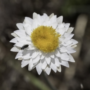 Leucochrysum albicans subsp. tricolor at Latham, ACT - 23 Oct 2023