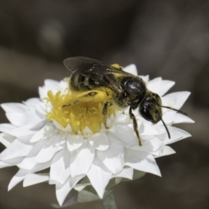 Leucochrysum albicans subsp. tricolor at Latham, ACT - 23 Oct 2023