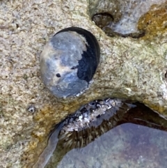 Nerita melanotragus (Black Nerite) at Vincentia, NSW - 4 Oct 2023 by Tapirlord