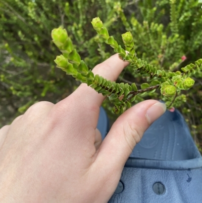 Baeckea imbricata (Coastal Baeckea, Heath Myrtle) at Vincentia, NSW - 4 Oct 2023 by Tapirlord