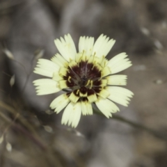 Tolpis barbata (Yellow Hawkweed) at Latham, ACT - 24 Oct 2023 by kasiaaus