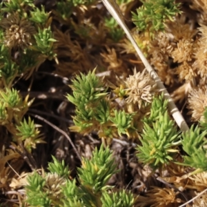 Scleranthus diander at Bobundara, NSW - 7 Mar 2021