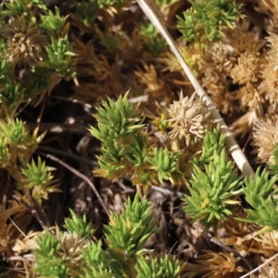 Scleranthus diander (Many-flowered Knawel) at Bobundara, NSW - 7 Mar 2021 by AndyRoo