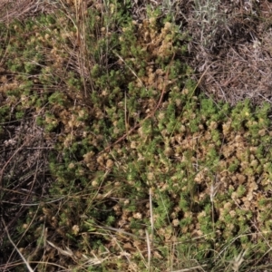 Scleranthus diander at Bobundara, NSW - 7 Mar 2021