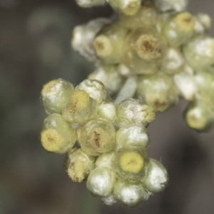 Pseudognaphalium luteoalbum at Latham, ACT - 24 Oct 2023