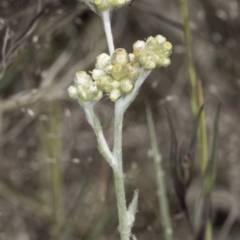 Pseudognaphalium luteoalbum at Latham, ACT - 24 Oct 2023