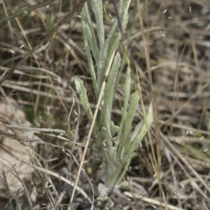 Pseudognaphalium luteoalbum at Latham, ACT - 24 Oct 2023