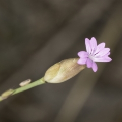 Petrorhagia sp. at Latham, ACT - 24 Oct 2023 by kasiaaus