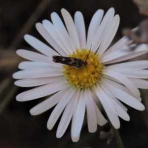 Brachyscome dentata at Bobundara, NSW - 7 Mar 2021 11:30 AM