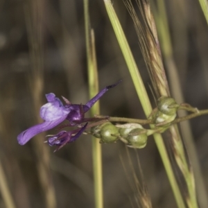 Linaria pelisseriana at Latham, ACT - 24 Oct 2023