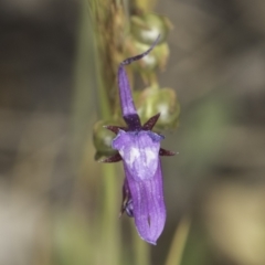 Linaria pelisseriana at Latham, ACT - 24 Oct 2023 11:27 AM