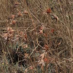 Themeda triandra at Bobundara, NSW - 7 Mar 2021