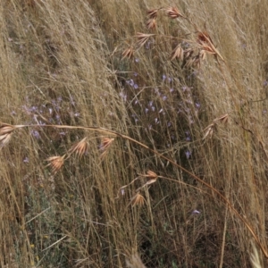 Themeda triandra at Bobundara, NSW - 7 Mar 2021 11:35 AM