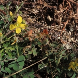 Oxalis sp. at Bobundara, NSW - 7 Mar 2021