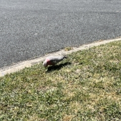 Eolophus roseicapilla (Galah) at Braddon, ACT - 26 Oct 2023 by courtneyb