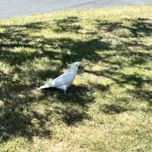 Cacatua galerita at Braddon, ACT - 26 Oct 2023