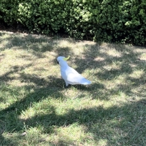 Cacatua galerita at Braddon, ACT - 26 Oct 2023