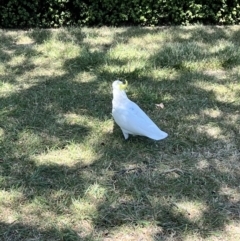 Cacatua galerita at Braddon, ACT - 26 Oct 2023