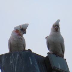 Cacatua sanguinea (Little Corella) at Braidwood, NSW - 25 Oct 2023 by MatthewFrawley