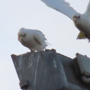 Cacatua sanguinea at Braidwood, NSW - 25 Oct 2023