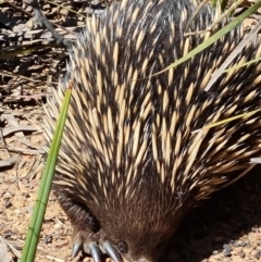 Tachyglossus aculeatus (Short-beaked Echidna) at Aranda Bushland - 25 Oct 2023 by WalkYonder