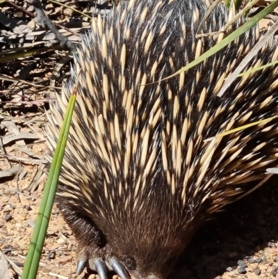 Tachyglossus aculeatus (Short-beaked Echidna) at Belconnen, ACT - 26 Oct 2023 by WalkYonder