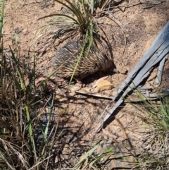 Tachyglossus aculeatus at Belconnen, ACT - 26 Oct 2023