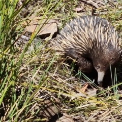 Tachyglossus aculeatus at Belconnen, ACT - 26 Oct 2023