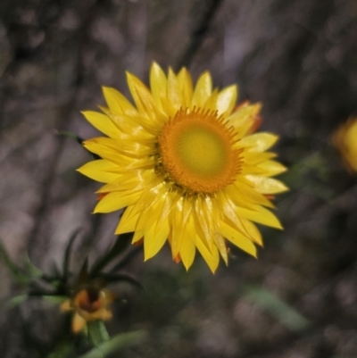 Xerochrysum viscosum (Sticky Everlasting) at Carwoola, NSW - 26 Oct 2023 by Csteele4