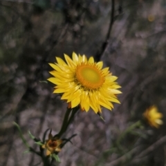 Xerochrysum viscosum at Carwoola, NSW - 26 Oct 2023