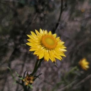 Xerochrysum viscosum at Carwoola, NSW - 26 Oct 2023 02:21 PM