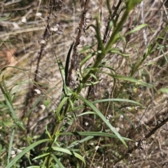 Xerochrysum viscosum at Carwoola, NSW - 26 Oct 2023