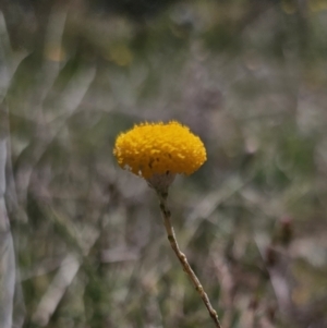 Leptorhynchos squamatus subsp. squamatus at Carwoola, NSW - 26 Oct 2023