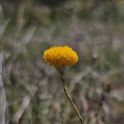 Leptorhynchos squamatus subsp. squamatus (Scaly Buttons) at Stony Creek Nature Reserve - 26 Oct 2023 by Csteele4