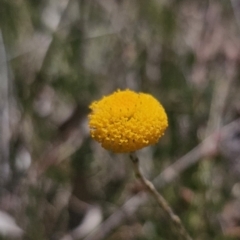 Leptorhynchos squamatus subsp. squamatus at Carwoola, NSW - 26 Oct 2023